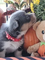 BINGO - (Red Collar), a male Pembroke Welsh Corgi for sale in Weatherford, TX – 5 of 7