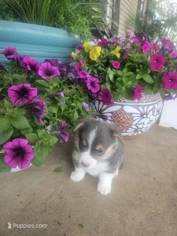 DIPSTICK (green collar) – Pembroke Welsh Corgi puppy for sale in Weatherford, TX