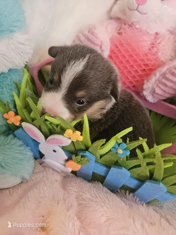 DIPSTICK (green collar) – Pembroke Welsh Corgi puppy for sale in Weatherford, TX