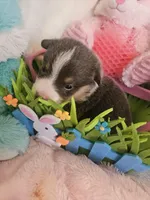 DIPSTICK (green collar), a male Pembroke Welsh Corgi for sale in Weatherford, TX – Photo 1 of 5