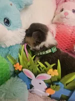 DIPSTICK (green collar), a male Pembroke Welsh Corgi for sale in Weatherford, TX – Photo 2 of 5