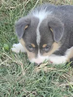 BUBBLES (Pink collar), a female Pembroke Welsh Corgi for sale in Weatherford, TX – 3 of 3