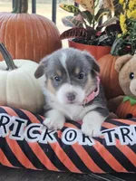BUBBLES (Pink collar), a female Pembroke Welsh Corgi for sale in Weatherford, TX – 2 of 3
