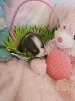 PONGO (blue collar), a male Pembroke Welsh Corgi for sale in Weatherford, TX – Photo 2 of 5