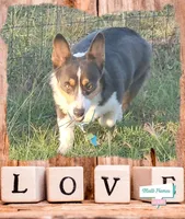 PONGO (blue collar), a male Pembroke Welsh Corgi for sale in Weatherford, TX – Photo 3 of 5