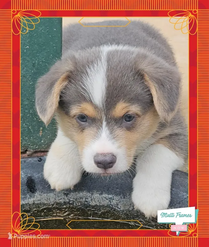 PONGO (blue collar) – Pembroke Welsh Corgi puppy for sale in Weatherford, TX