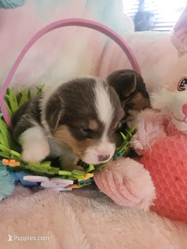 PONGO (blue collar) – Pembroke Welsh Corgi puppy for sale in Weatherford, TX