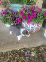 PONGO (blue collar), a male Pembroke Welsh Corgi for sale in Weatherford, TX – 6 of 10