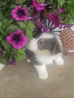 PONGO (blue collar), a male Pembroke Welsh Corgi for sale in Weatherford, TX – 5 of 10