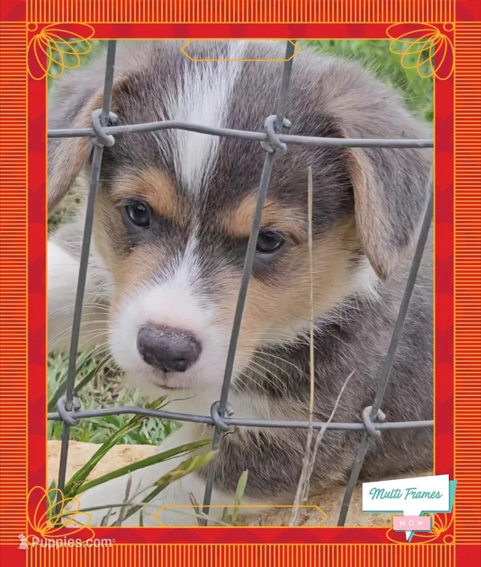 PONGO (blue collar) – Pembroke Welsh Corgi puppy for sale in Weatherford, TX