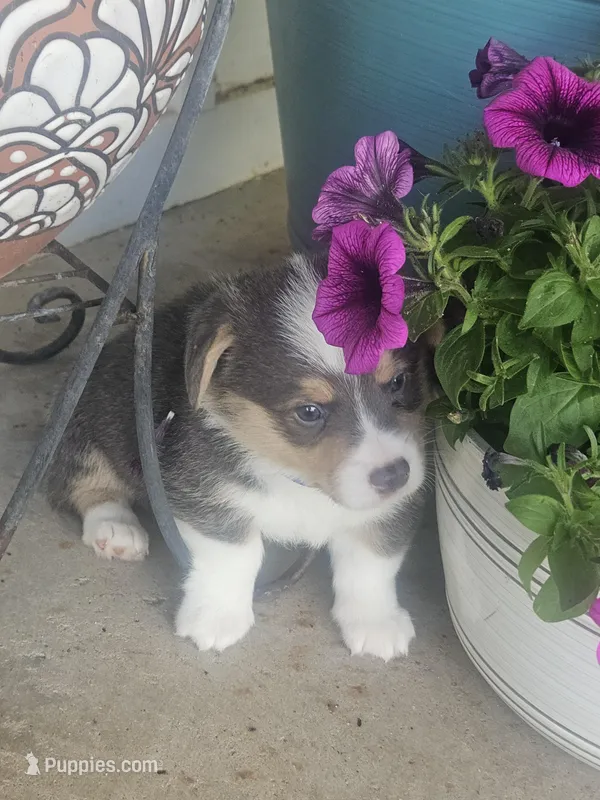 PONGO (blue collar) – Pembroke Welsh Corgi puppy for sale in Weatherford, TX