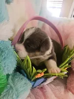 WHIZZER (orange collar), a male Pembroke Welsh Corgi for sale in Weatherford, TX – Photo 2 of 6