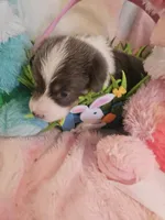 WHIZZER (orange collar), a male Pembroke Welsh Corgi for sale in Weatherford, TX – Photo 3 of 6