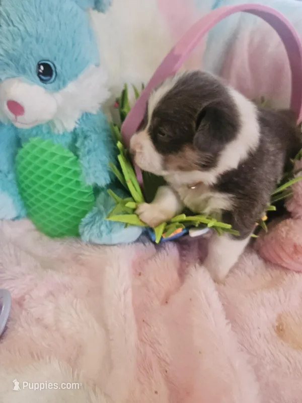 WHIZZER (orange collar) – Pembroke Welsh Corgi puppy for sale in Weatherford, TX