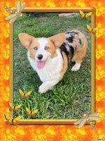 BLUEBELL, a female Pembroke Welsh Corgi for sale in Weatherford, TX – Photo 7 of 9