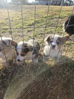 BLUEBELL, a female Pembroke Welsh Corgi for sale in Weatherford, TX – Photo 4 of 9
