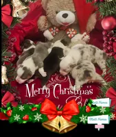 BLUEBELL, a female Pembroke Welsh Corgi for sale in Weatherford, TX – Photo 9 of 9