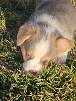 BLUEBELL, a female Pembroke Welsh Corgi for sale in Weatherford, TX – Photo 2 of 9