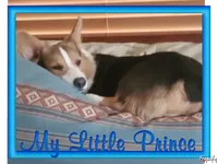 BLUEBELL, a female Pembroke Welsh Corgi for sale in Weatherford, TX – Photo 8 of 9