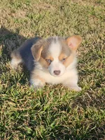 BLUEBELL, a female Pembroke Welsh Corgi for sale in Weatherford, TX – Photo 1 of 9