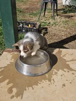 BLUEBELL, a female Pembroke Welsh Corgi for sale in Weatherford, TX – Photo 3 of 9