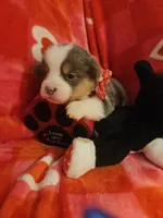 BLUEBELL, a female Pembroke Welsh Corgi for sale in Weatherford, TX – Photo 5 of 9