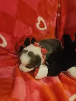 BLUEBELL, a female Pembroke Welsh Corgi for sale in Weatherford, TX – Photo 6 of 9