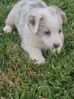 MARBLES, a female Pembroke Welsh Corgi for sale in Weatherford, TX – Photo 1 of 8