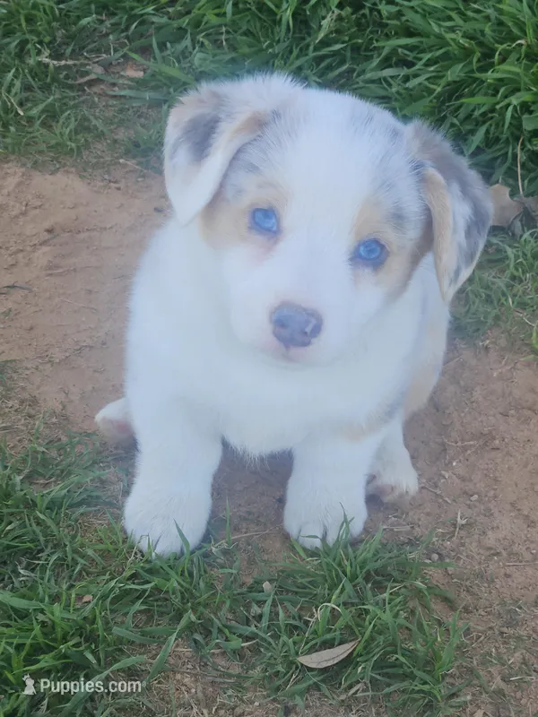 MARBLES – Pembroke Welsh Corgi puppy for sale in Weatherford, TX