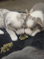 MARBLES, a female Pembroke Welsh Corgi for sale in Weatherford, TX – Photo 3 of 8