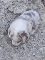 MARBLES, a female Pembroke Welsh Corgi for sale in Weatherford, TX – Photo 2 of 8