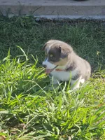 BINGO - (Red Collar), a male Pembroke Welsh Corgi for sale in Weatherford, TX – 2 of 7