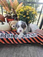 BLAZE -  (Orange Collar), a male Pembroke Welsh Corgi for sale in Weatherford, TX – 4 of 6