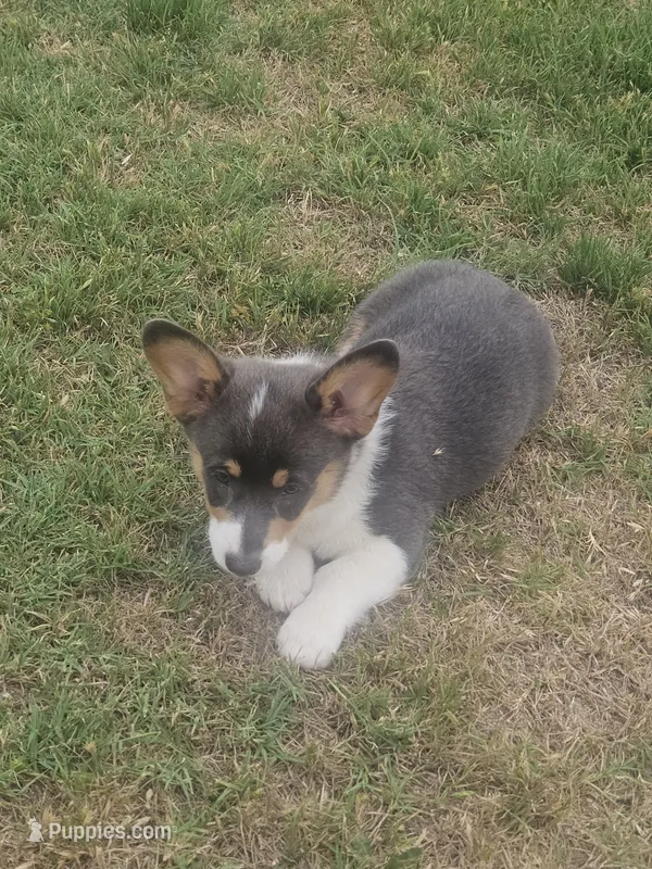 PURDY  – Pembroke Welsh Corgi puppy for sale in Weatherford, TX