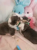 LUCKY (turquoise collar), a male Pembroke Welsh Corgi for sale in Weatherford, TX – Photo 2 of 5