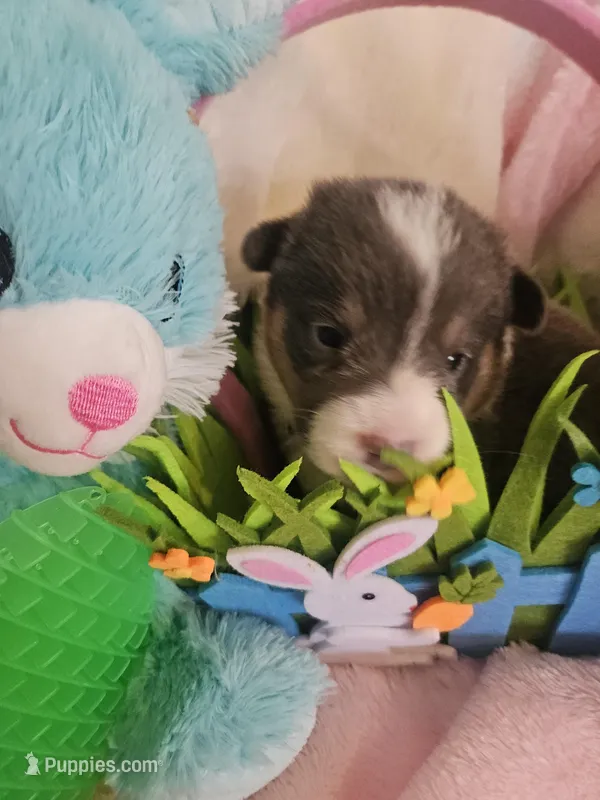 LUCKY (turquoise collar) – Pembroke Welsh Corgi puppy for sale in Weatherford, TX