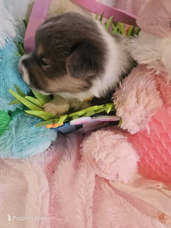 PENNY - (Yellow color) – Pembroke Welsh Corgi puppy for sale in Weatherford, TX