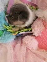 PENNY - (Yellow color), a female Pembroke Welsh Corgi for sale in Weatherford, TX – Photo 1 of 8