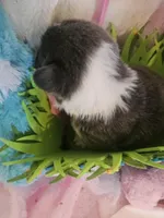 PENNY - (Yellow color), a female Pembroke Welsh Corgi for sale in Weatherford, TX – Photo 2 of 8