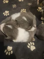 PENNY - (Yellow color), a female Pembroke Welsh Corgi for sale in Weatherford, TX – Photo 5 of 8