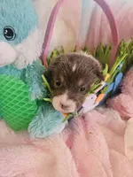 PENNY - (Yellow color), a female Pembroke Welsh Corgi for sale in Weatherford, TX – Photo 3 of 8