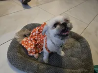 Pricess, a female Maltese and Shih Tzu for sale in Mesa, AZ – 5 of 5