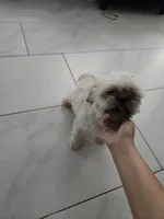 Pricess, a female Maltese and Shih Tzu for sale in Mesa, AZ – 2 of 5