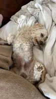 Fluffy, a male Maltipoo for sale in Mesa, AZ – 4 of 4