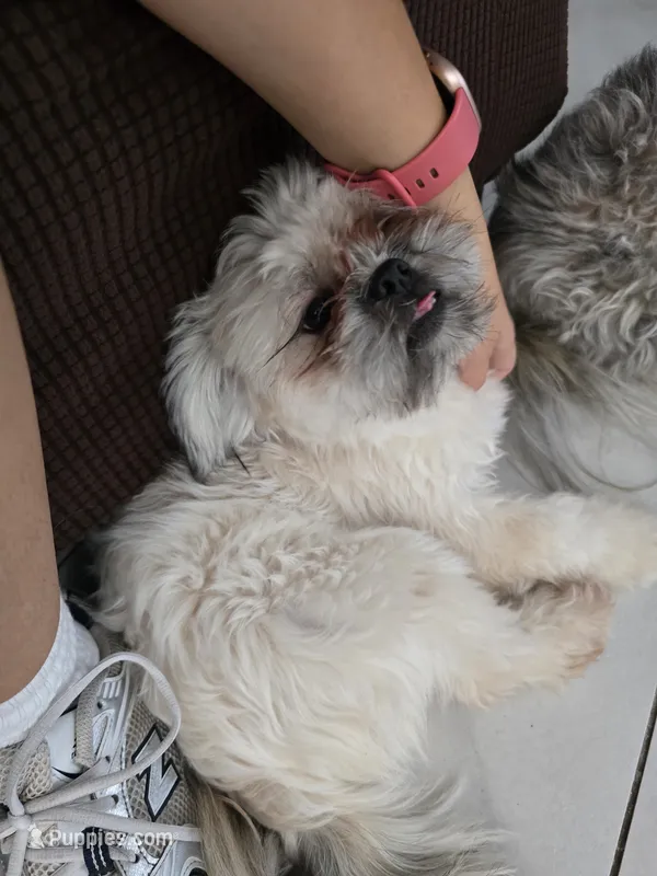 Pricess – Maltese, Shih Tzu puppy for sale in Mesa, AZ
