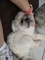Pricess, a female Maltese and Shih Tzu for sale in Mesa, AZ – 1 of 5
