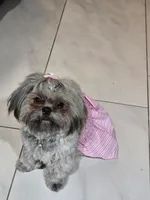 Julieta, a female Maltese and Shih Tzu for sale in Mesa, AZ – 3 of 5