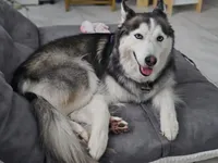 Elsa, a female Siberian Husky for sale in Mesa, AZ – 2 of 6