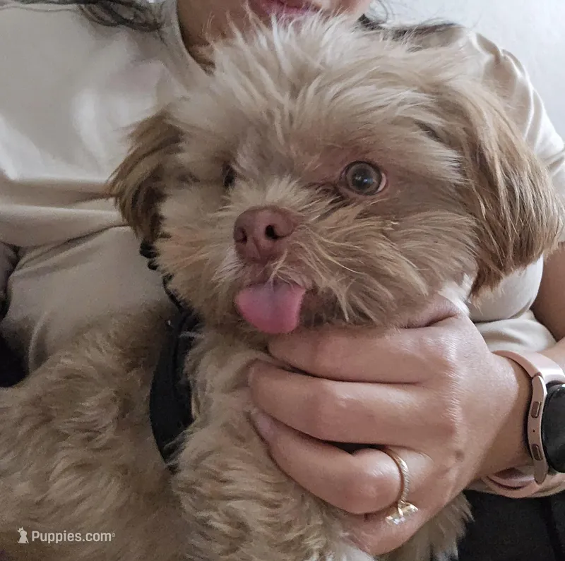 Peewee , a male Maltese and Shih Tzu for sale in Mesa, AZ – Photo 1 of 1