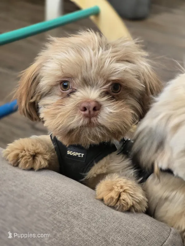 Peewee  – Maltese, Shih Tzu puppy for sale in Mesa, AZ